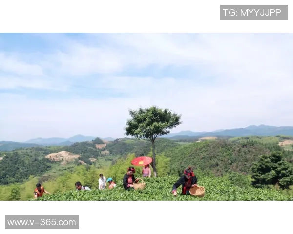 周娜独家分享篮球心得与技巧助你提升球技的秘诀与经验